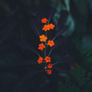 瘦猴子幼师2024年最新消息
